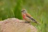 carduelis-cannabina_01_t1_1.jpg