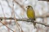 carduelis-chloris_01_t1.jpg