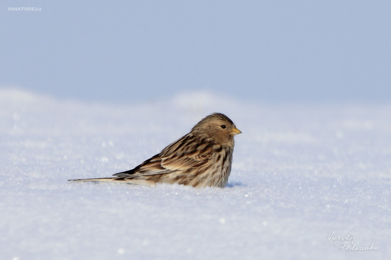 carduelis-flavirostris_01.jpg