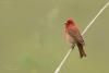 carpodacus-erythrinus_01_t1.jpg
