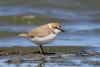 charadrius-alexandrinus_01_t1.jpg