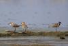 charadrius-alexandrinus_01_t1_1.jpg