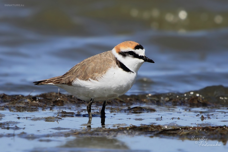 charadrius-alexandrinus_02.jpg