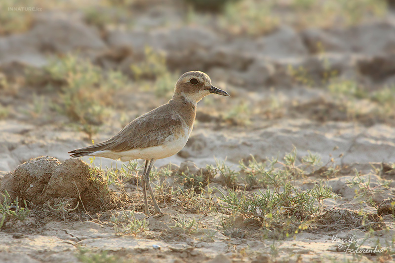 charadrius-leschenaultii_01.jpg