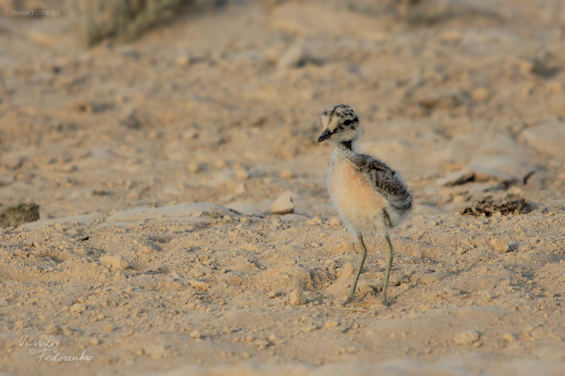 charadrius-leschenaultii_03.jpg