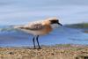 charadrius-mongolus_01_t1.jpg