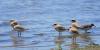 charadrius-mongolus_03_t1.jpg