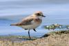 charadrius-mongolus_04_t1.jpg