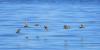 charadrius-mongolus_05_t1.jpg