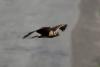 circus-macrourus_02_t1.jpg