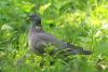 columba-palumbus_01_t1.jpg