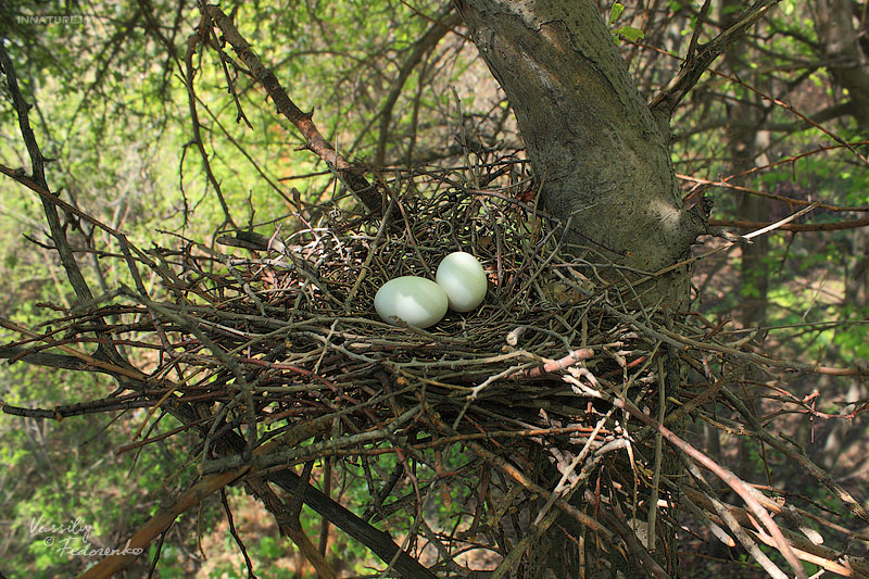 columba-palumbus_02.jpg