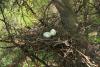 columba-palumbus_02_t1.jpg