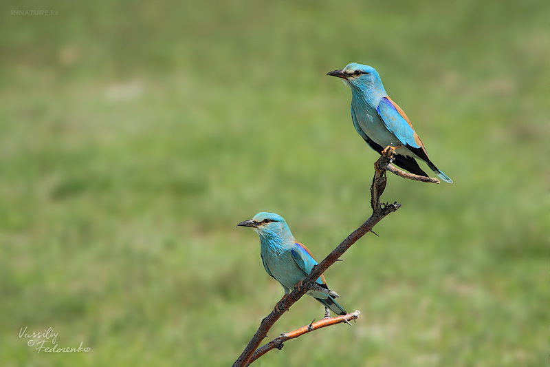 coracias-garrulus_01.jpg