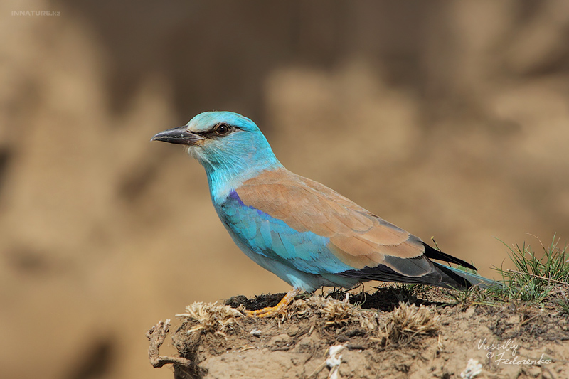 coracias-garrulus_01_1.jpg