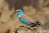 coracias-garrulus_01_t1_1.jpg