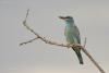 coracias-garrulus_01_t1_2.jpg