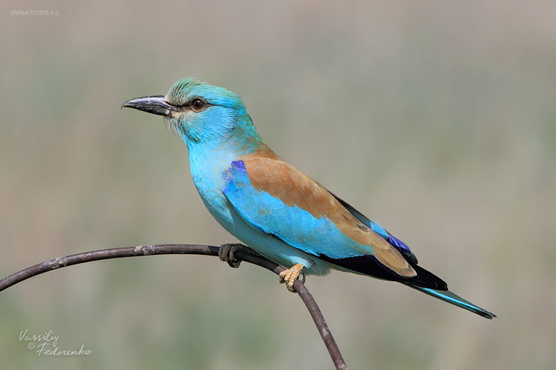 coracias-garrulus_02.jpg