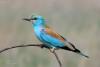 coracias-garrulus_02_t1.jpg