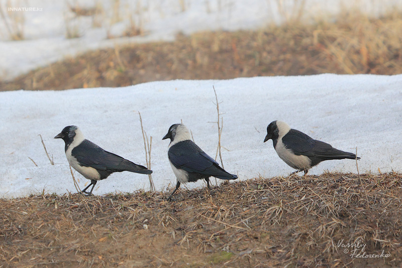 corvus-dauuricus_02.jpg