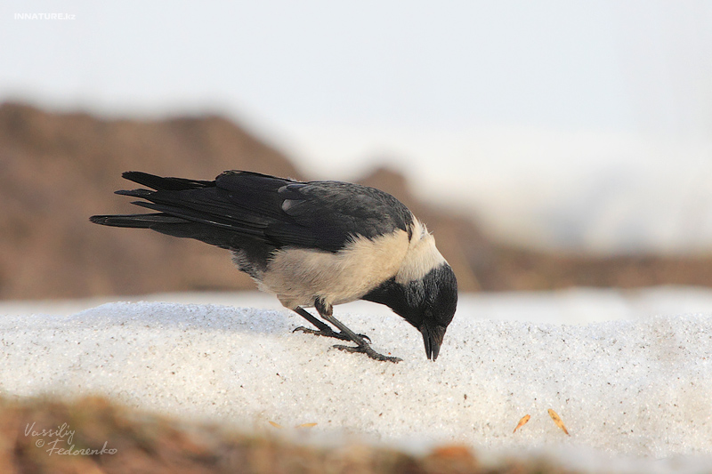 corvus-dauuricus_03.jpg