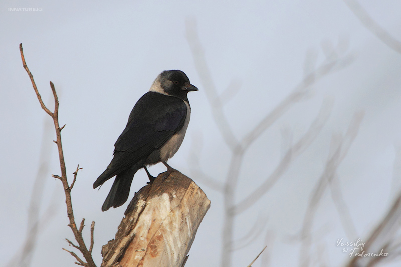 corvus-dauuricus_04.jpg