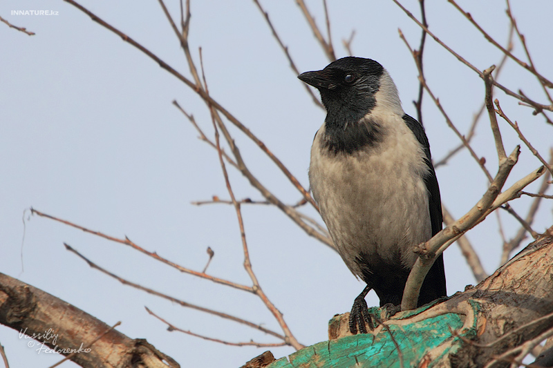 corvus-dauuricus_06.jpg