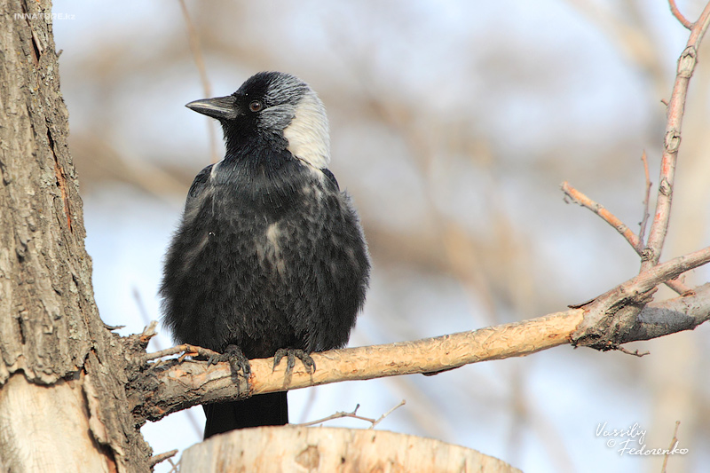 corvus-dauuricus_07.jpg