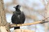 corvus-dauuricus_07_t1.jpg