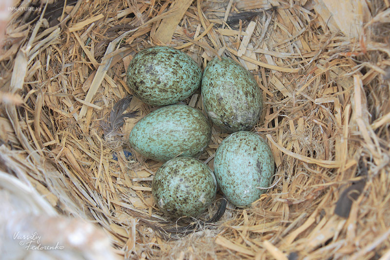 corvus-frugilegus_01.jpg