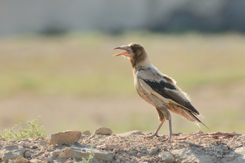 corvus-frugilegus_01_2.jpg