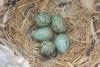 corvus-frugilegus_01_t1.jpg