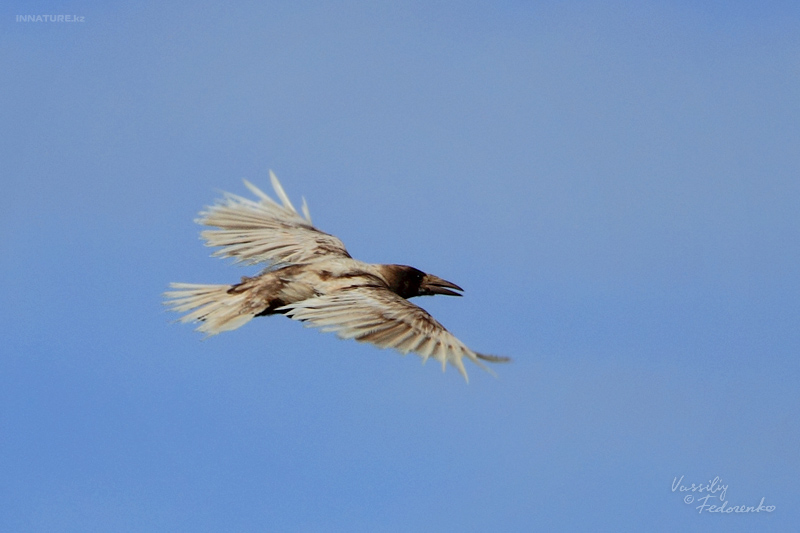corvus-frugilegus_02.jpg
