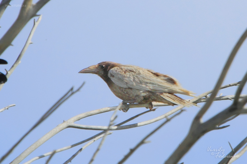 corvus-frugilegus_03.jpg