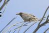 corvus-frugilegus_03_t1.jpg