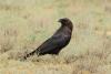 corvus-ruficollis_01_t1.jpg