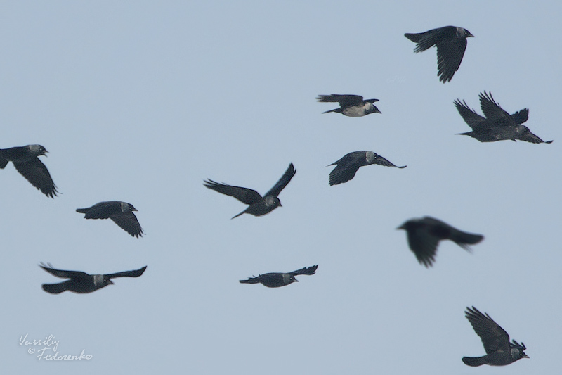 corvus_01.jpg