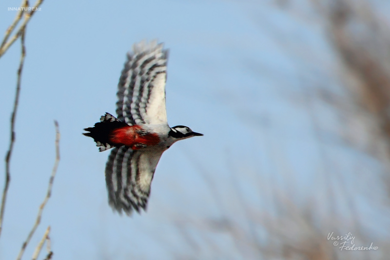 dendrocopos-leucopterus_01.jpg