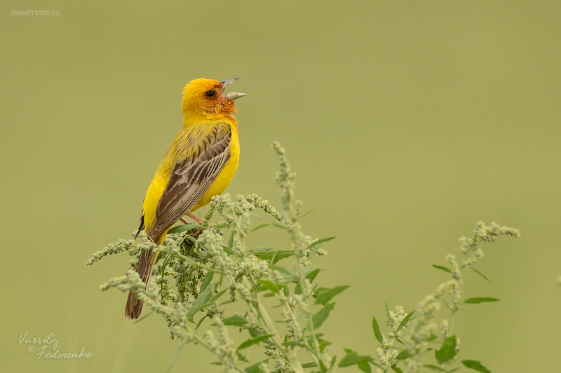 emberiza-bruniceps_01_2.jpg