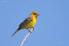 emberiza-bruniceps_01_t1.jpg