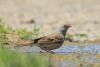 emberiza-buchanani_01_t1_1.jpg