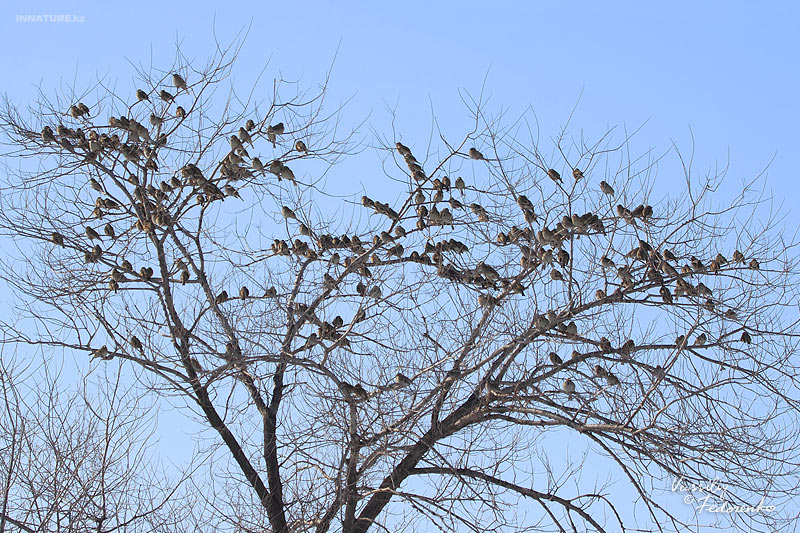 emberiza-calandra_01.jpg