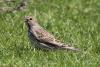 emberiza-calandra_01_t1_1.jpg