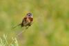 emberiza-cioides_01_t1.jpg
