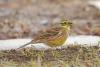 emberiza-citrinella_01_t1.jpg