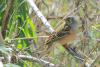 emberiza-hortulana_01_t1.jpg