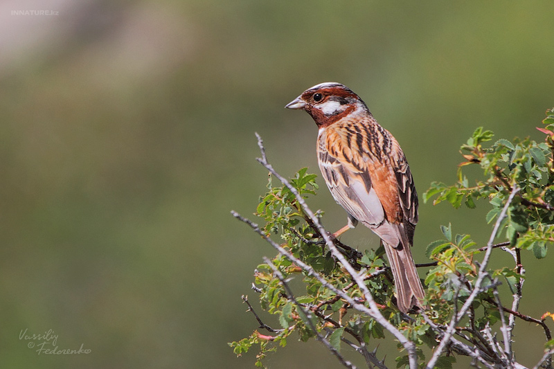emberiza-leucocephalos_01.jpg