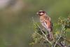 emberiza-leucocephalos_01_t1.jpg