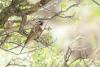 emberiza-stewarti_01_t1.jpg