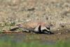 eremophila-alpestris_01_t1.jpg